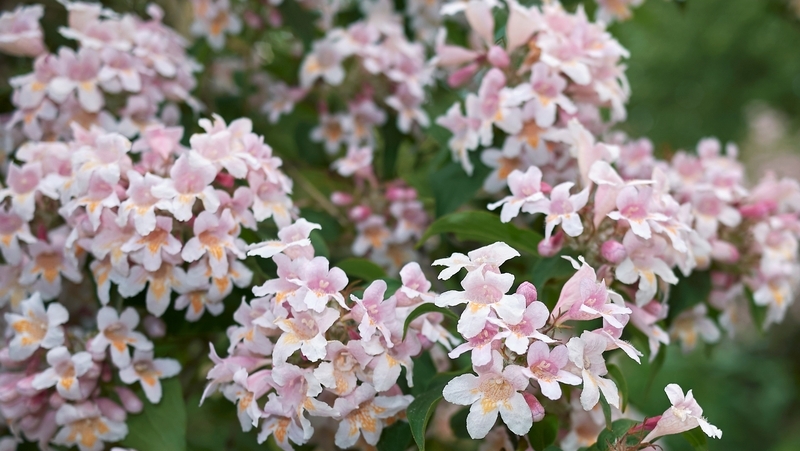 how to grow abelia 3