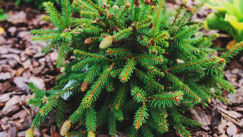 how to grow abies 3