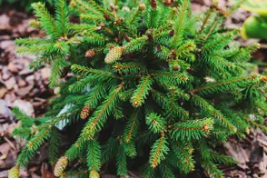 How to Grow Abies | Yates Australia