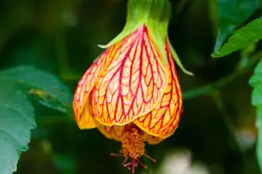how to grow abutilon 3