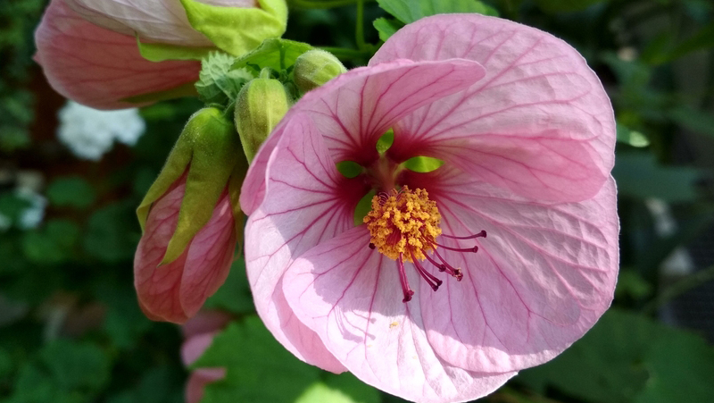 how to grow abutilon 2