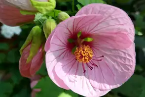 how to grow abutilon 2