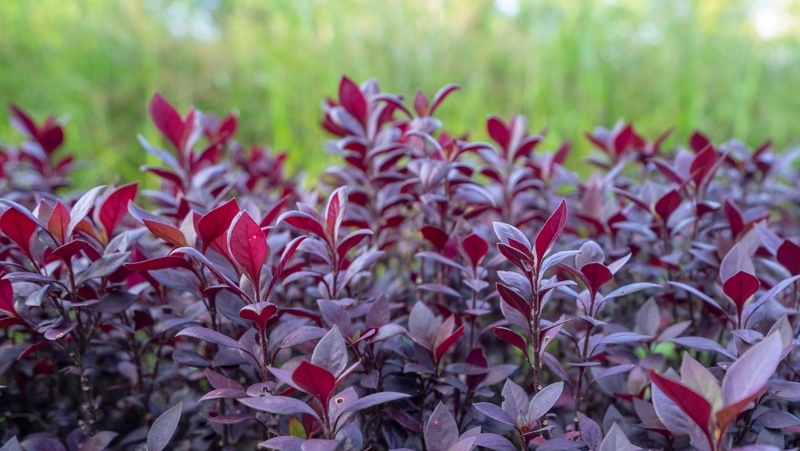 how to grow alternanthera 2