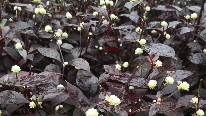 how to grow alternanthera 3