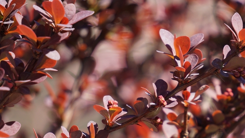 how to grow berberis 2