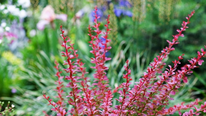 how to grow berberis 3