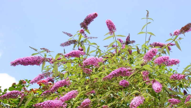 how to grow buddleia 2