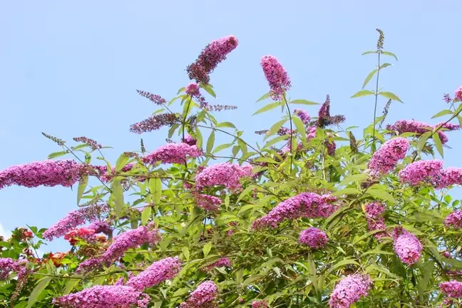 how to grow buddleia 2