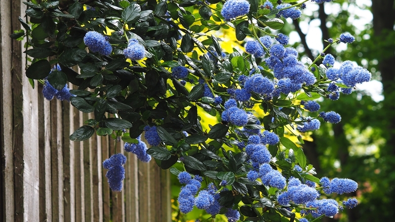 how to grow ceanothus 2