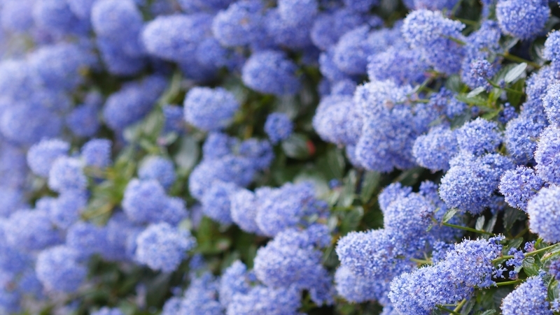 how to grow ceanothus 3
