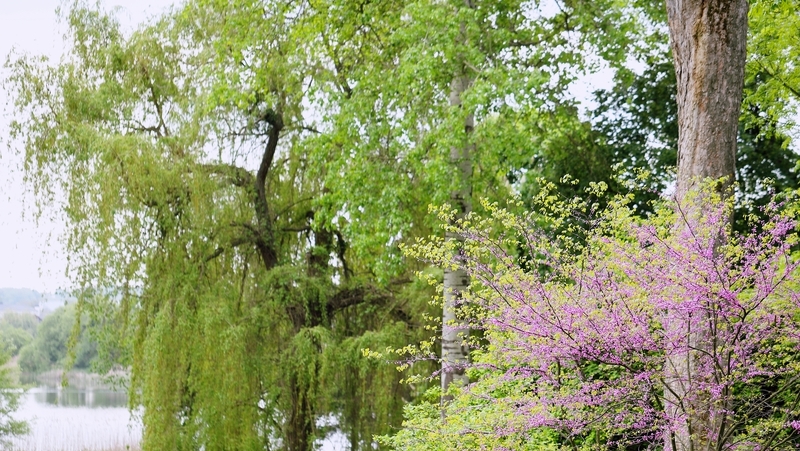 how to grow cercis 2