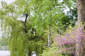 how to grow cercis 2