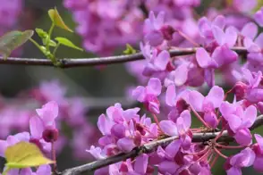 how to grow cercis 3