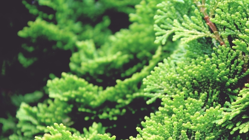 how to grow chamaecyparis 2