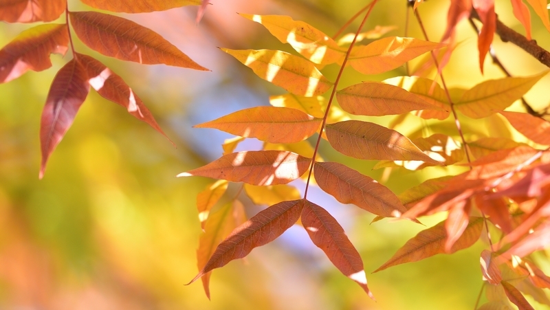 how to grow chinese pistachio 3