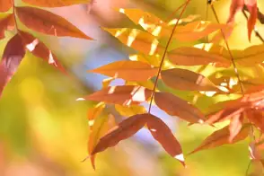 how to grow chinese pistachio 3