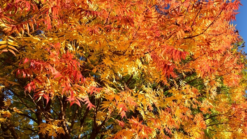 how to grow chinese pistachio 2