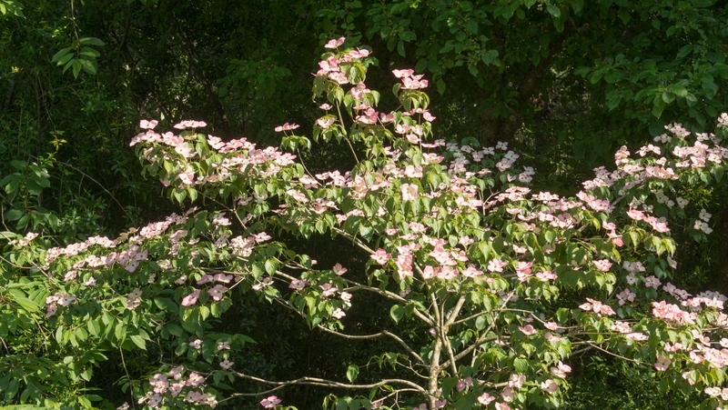 how to grow cornus 2