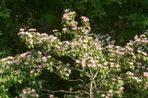 how to grow cornus 2