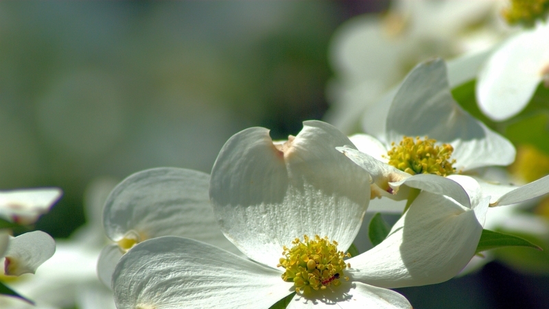 how to grow cornus 3