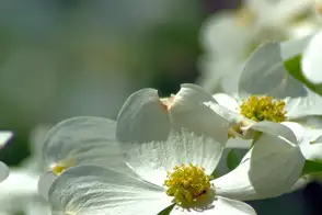 how to grow cornus 3