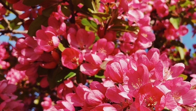 how to grow crab apple 2