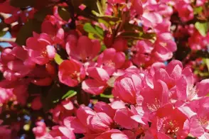 how to grow crab apple 2