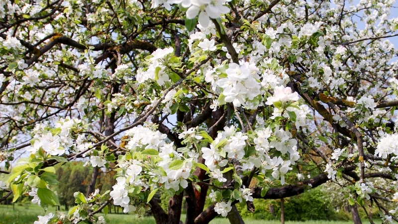 how to grow crab apple 3