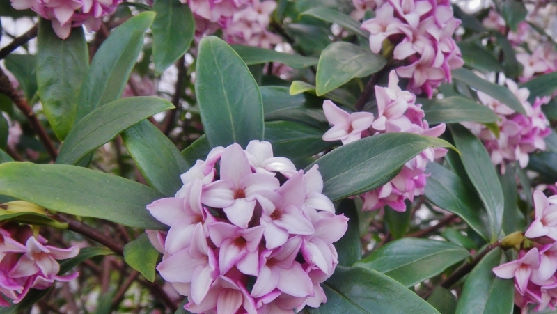 how to grow daphne 3