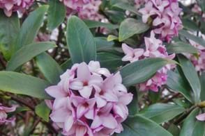 how to grow daphne 3