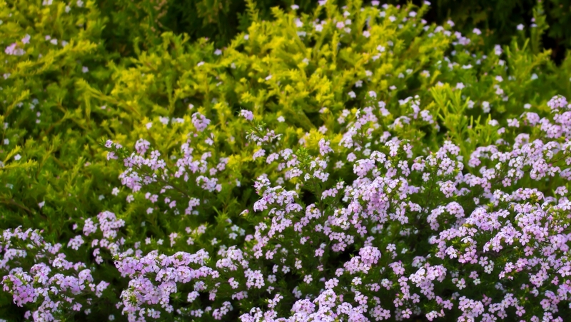 how to grow diosma 2