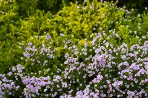 how to grow diosma 2