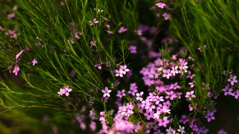 how to grow diosma 3