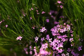 how to grow diosma 3