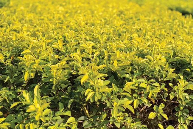 how to grow duranta 2