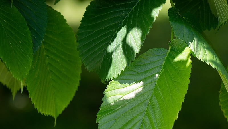 how to grow elm tree 2