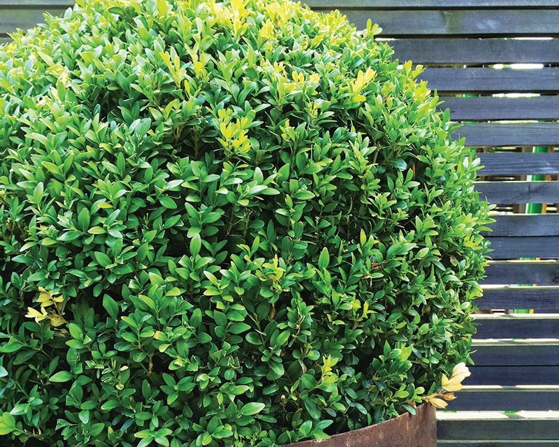 how to grow english box 2