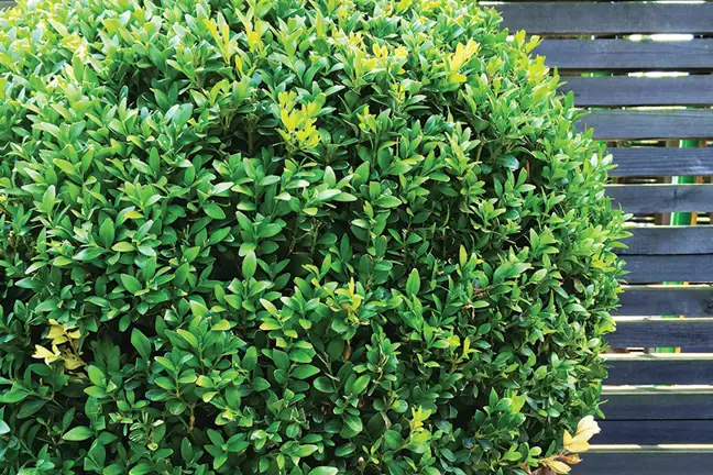 how to grow english box 2