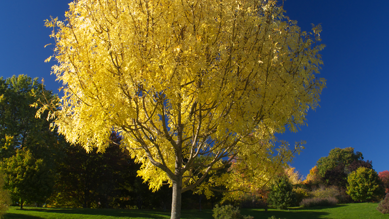 how to grow golden ash 3