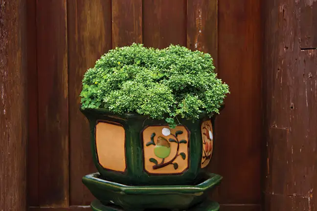 how to grow japanese box 2