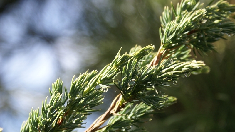 how to grow juniper 3