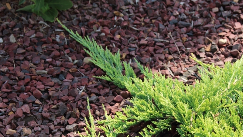 how to grow juniper 2