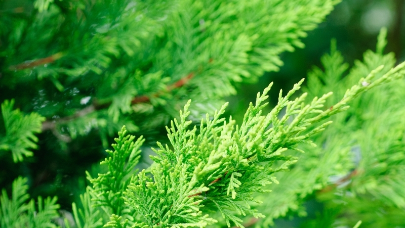 how to grow leighton green conifer 2