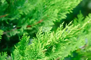 how to grow leighton green conifer 2