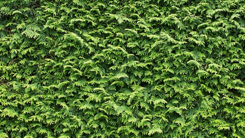 how to grow leighton green conifer 3