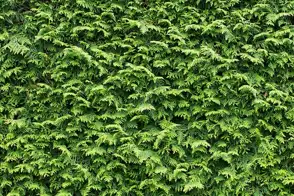 how to grow leighton green conifer 3