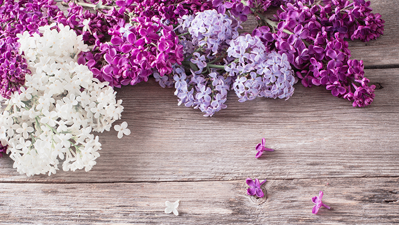 how to grow lilacs 2
