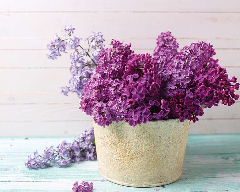 how to grow lilacs 4