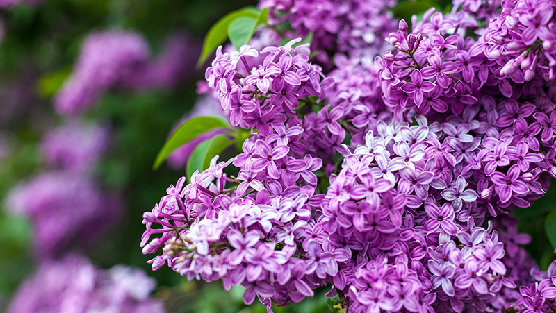 how to grow lilacs 3