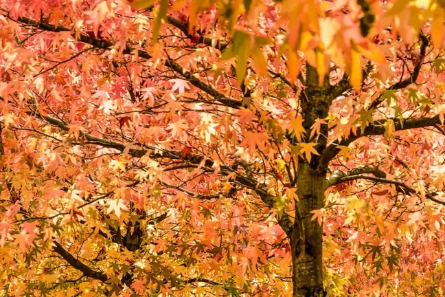 how to grow liquidambars 2